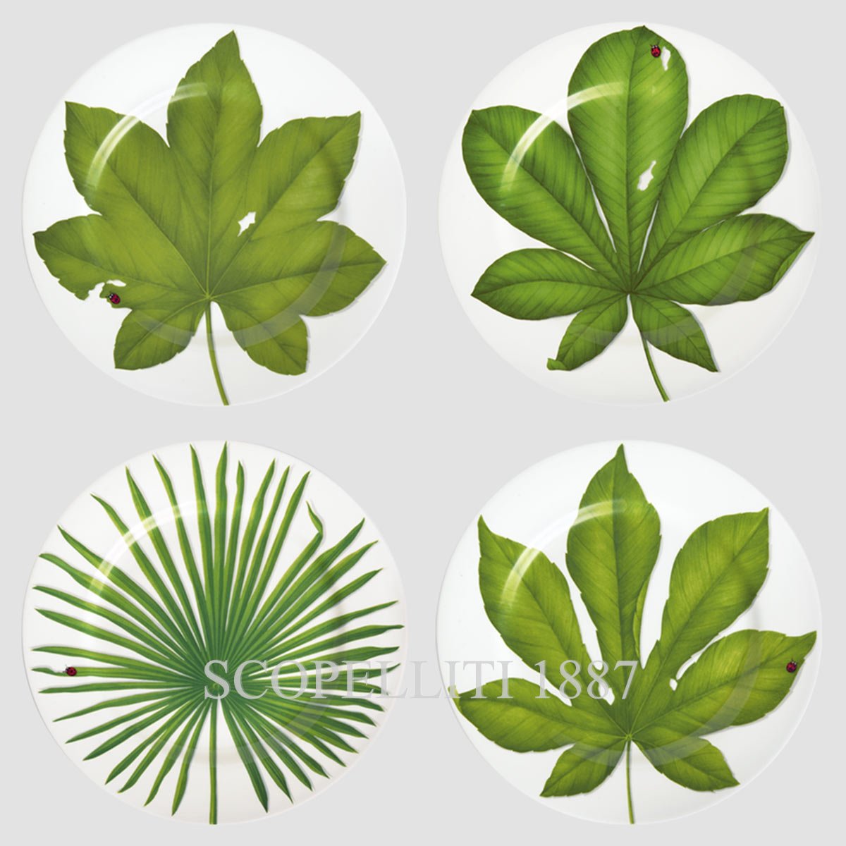 Taitù Milano Taitù Freedom Presentation Plates Set of 4 assorted 1